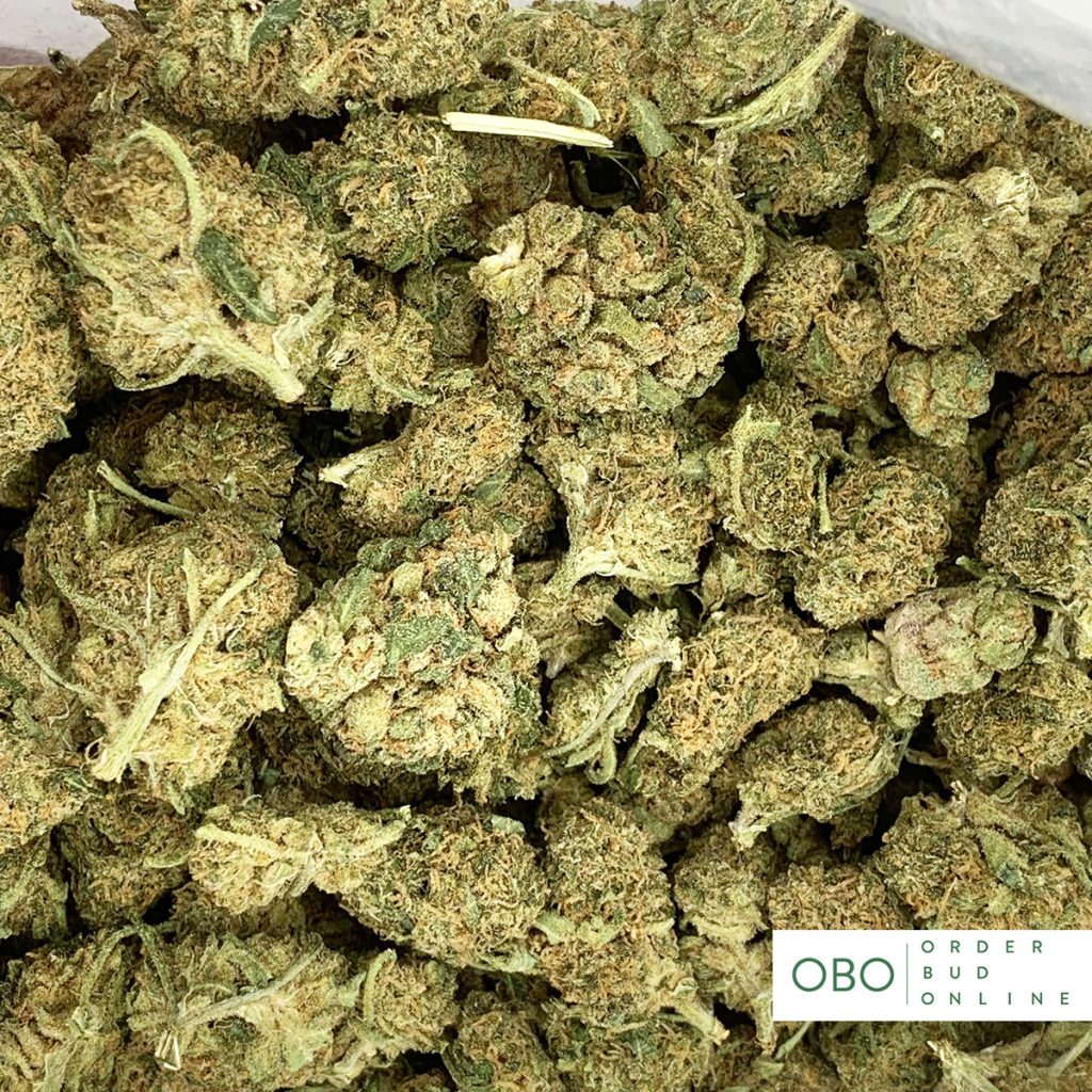 Jack Herer Order Bud Online