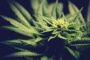 best weed strains for inflammation