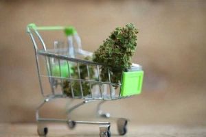 buy weed online manitoba